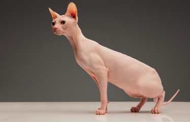 Cute sphynx cat, kitty posing isolated over gray studio background