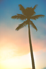 Palm Tree At Sunset With Pastel Colored Clouds