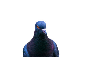 pigeon Isolated on a white background