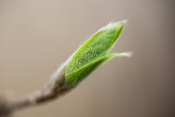 A bud on a tree close-up, macro photography. Spring. Blurred background.