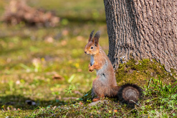 Naklejka na ściany i meble A red squirrel (Sciurus vulgaris) also called European red squirrel on the ground near the tree in a Tallinn city park Kadriorg. Selective focus.