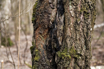 Tree trunks covered with green moss. Spring forest.