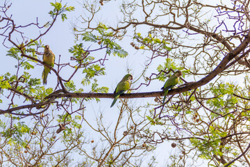 Parrots sitting on tree in Barcelona, Spain during summer sunny day.