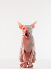 Cute sphynx cat, kitty posing isolated over white studio background in neon light