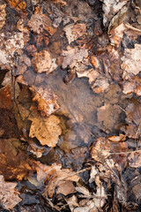 fallen oak leaves in a puddle. natural background.