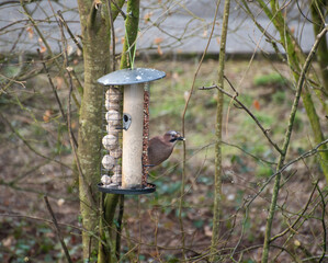 Jay - colourful bird in Ireland,