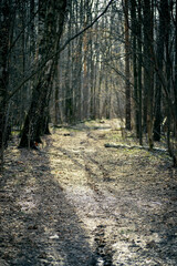 The road in the forest between the trees. Forest trail for walking in the spring.