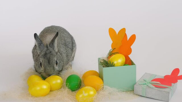 Happy Easter. Grey rabbit hare sits and eats next to Easter painted eggs