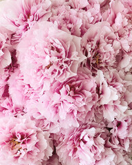 Beautiful fresh pink peony flowers in full bloom. Heap of peonies, close up. Floral spring or summer texture for background.
