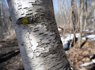 White birch tree with a forest in the background that is out if focus.