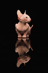 Cute sphynx cat, kitty posing isolated over black studio background