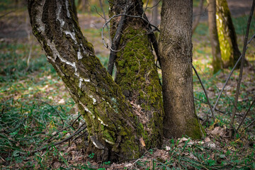 Obraz premium Tree trunks covered with green moss. Spring forest.