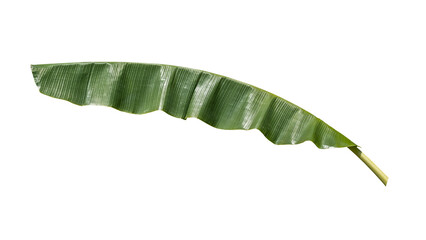 Banana leaves, white background, multi-use leaves