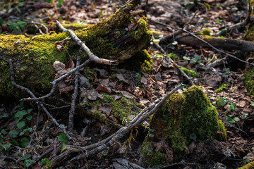A green young sprout of new vitality in the forest. Moss and fallen leaves in the forest.