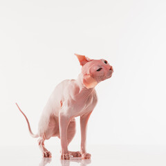 Cute sphynx cat, kitty posing isolated over white studio background in neon