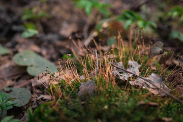 close up Beautiful green moss, macro. Beautiful background of moss.