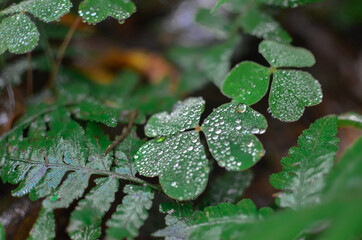dew on a leaf
