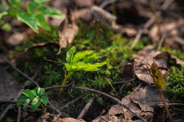 close up Beautiful green moss, macro. Beautiful background of moss.
