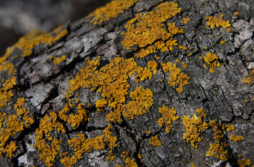 Delicate Sunburst lichen cover a small dead branch. 