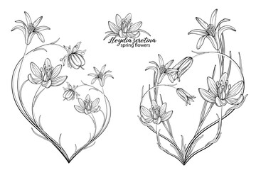 Set of floral elements of Lloydia serotina flowers. Spring flowers. Lloydia serotina