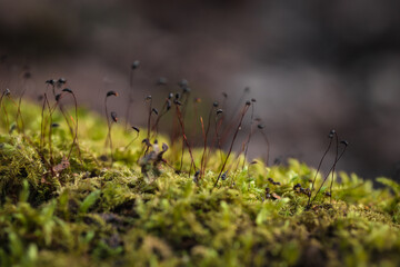 Obraz na płótnie Canvas close up Beautiful green moss, macro. Beautiful background of moss.