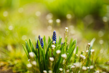 Spring blue flowers on green background with nice bokeh