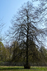 pompous green tree under blue sky