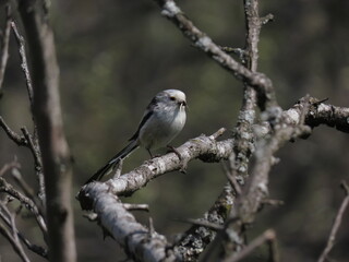 Long-tailed tit (Aegithalos caudatus) perched on a tree branch in front of it's nest with nesting material in it's beak.