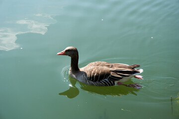 close up of a wild goose swimming in a lake