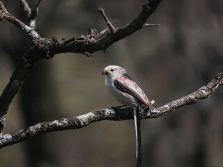 Long-tailed tit (Aegithalos caudatus) perched on a tree branch in front of it's nest with nesting material in it's beak.