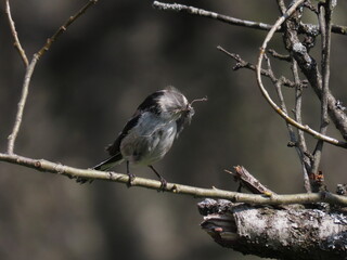 Long-tailed tit (Aegithalos caudatus) perched on a tree branch in front of it's nest with nesting material in it's beak.