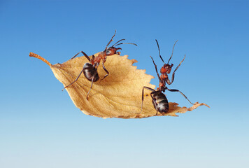 ants fly on autumn leaf