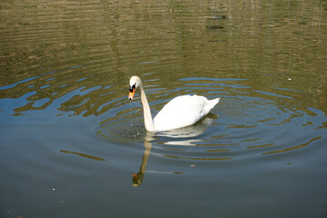 white swan swims in lake