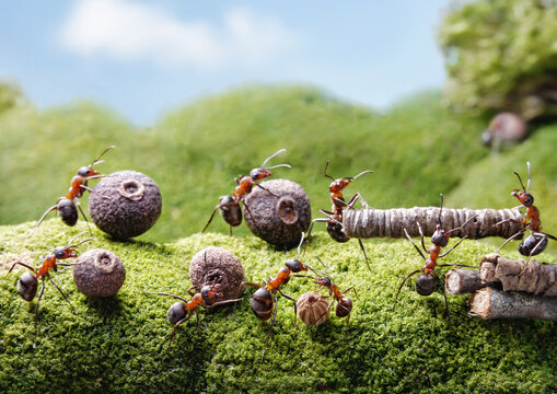 ants working in anthill, teamwork concept