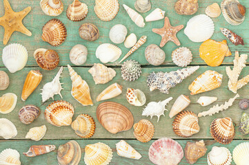 The summer background with seashells on the wooden backdrop