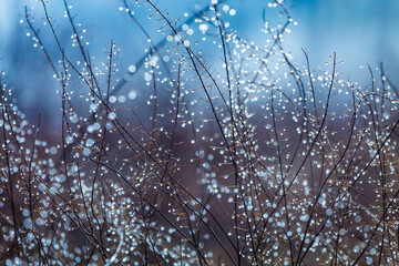 Dry autumn grass with dew water drops in the morning. Foggy morning. Art natural fresh backgound.