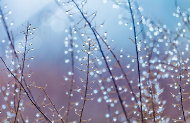 Dry autumn grass with dew water drops in the morning. Foggy morning. Art natural fresh backgound.