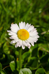 white daisy in green grass close up