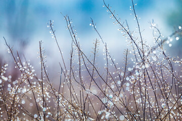 Dry autumn grass with dew water drops in the morning. Foggy morning. Art natural fresh backgound.