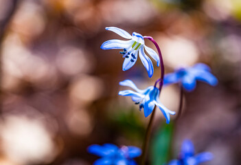 Close-up of tender flowers of blue spring scilla siberica on nature forest background, selective...