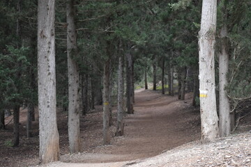 SENDERO DE PINOS EN EL BOSQUE
