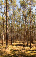 Pine forest in spring