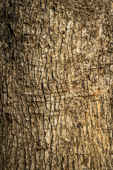Bark of young tree growing in landscape park of resort city of Sochi. Texture of gray tree bark with unique pattern. Close-up. Fresh wallpaper and nature background concept