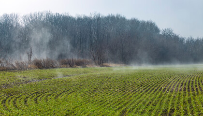 Winter cereals, winter grains, fall cereals, fall grains, or autumn-sown grains wheat field in early spring in fog. First green shoots of winter wheat. © sunday_morning
