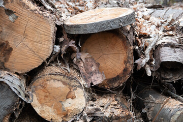 Holzstapel mit gef&auml;llten St&auml;mmen am Wegesrand im Wald