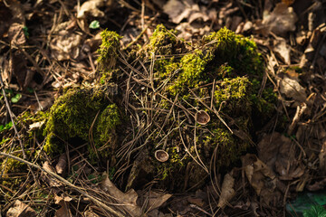 close up Beautiful green moss, macro. Beautiful background of moss.