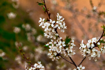 Tree blossom in spring portrait