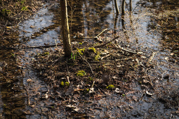 Spring is in the wild forest, trees and bushes in a large puddle, a sunny day, black tree trunks are reflected in the water. 