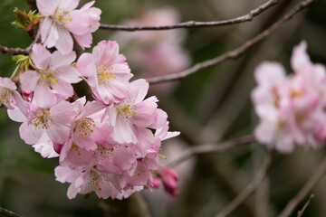 frühlingshafte Kirschblüten in zartrosa