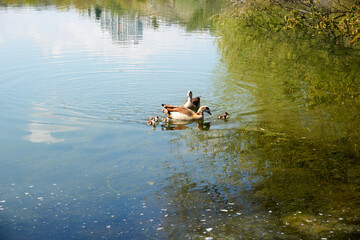 wild goose family swims in a lake